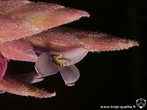 Tillandsia tectorum Ecuador form fleur (cliquez pour agrandir)