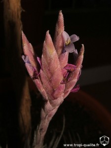 Tillandsia tectorum Ecuador form inflorescence (cliquez pour agrandir)