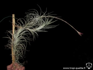 Floraison Tillandsia tectorum 'Stem' (cliquez pour agrandir)