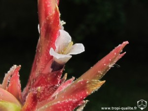 Floraison Tillandsia tectorum 'Stem' fleur (cliquez pour agrandir)