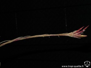 Tillandsia tectorum 'Stem' ou Tillandsia tectorum Caulescent form inflorescence (cliquez pour agrandir)