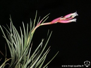 Tillandsia tenuifolia spécimen #2 inflorescence (cliquez pour agrandir)