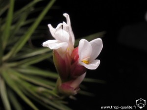 Floraison Tillandsia tenuifolia 'Minima' fleur (cliquez pour agrandir)