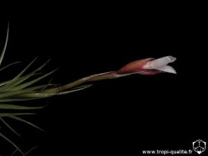 Tillandsia tenuifolia 'Minima' inflorescence (cliquez pour agrandir)