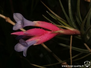 Tillandsia tenuifolia var. saxicola inflorescence (cliquez pour agrandir)