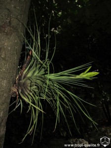 Tillandsia melanocrater 2014 (cliquez pour agrandir)