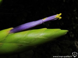 Tillandsia  melanocrater fleur (cliquez pour agrandir)
