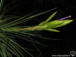Tillandsia melanocrater inflorescence (cliquez pour agrandir)