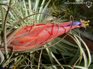 Tillandsia velickiana spécimen #1 inflorescence (cliquez pour agrandir)