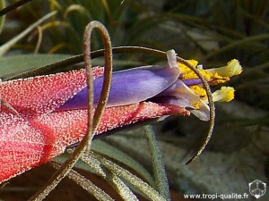 Tillandsia velickiana spécimen #1 fleur (cliquez pour agrandir)