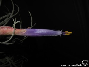 Tillandsia velickiana spécimen #2 fleur (cliquez pour agrandir)