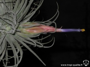 Tillandsia velickiana spécimen #2 inflorescence (cliquez pour agrandir)