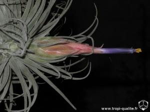Tillandsia velickiana spécimen #2 inflorescence (cliquez pour agrandir)