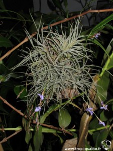 Floraison Tillandsia bandensis 03/2012 (cliquez pour agrandir)
