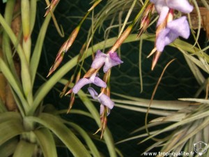 Floraison Tillandsia bandensis fleur 03/2013 (cliquez pour agrandir)
