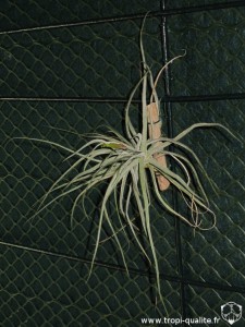 Floraison Tillandsia schiedeana (cliquez pour agrandir)