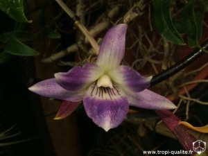 Floraison Dendrobium victoria-reginae fleur 05/2012 (cliquez pour agrandir)
