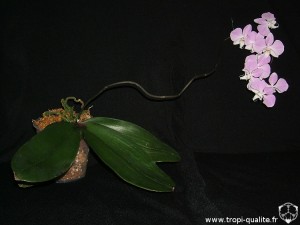 Floraison Phalaenopsis sanderiana (cliquez pour agrandir)