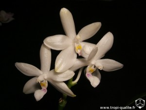 Floraison Phalaenopsis tetraspis fleur (cliquez pour agrandir)
