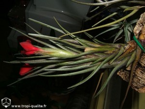 Tillandsia albertiana spécimen #1 (cliquez pour agrandir)
