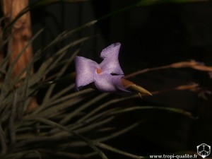 Floraison Tillandsia bandensis fleur (cliquez pour agrandir)
