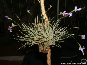 Floraison Tillandsia bandensis (cliquez pour agrandir)