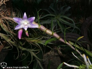 Floraison Dendrobium victoria-reginae (cliquez pour agrandir)