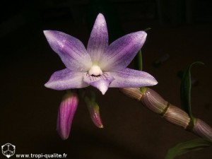 Floraison Dendrobium victoria-reginae fleur (cliquez pour agrandir)
