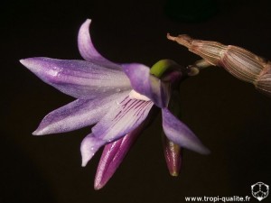 Floraison Dendrobium victoria-reginae fleur (cliquez pour agrandir)