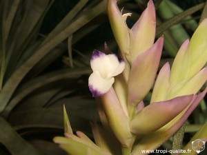 Tillandsia cacticola spécimen #2 (nettement caulescent et avec des petites feuilles) fleur (cliquez pour agrandir)
