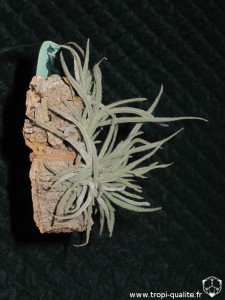 Tillandsia crocata spécimen #1 (cliquez pour agrandir)