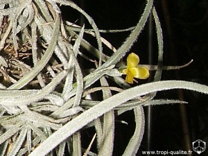 Tillandsia crocata spécimen #2 inflorescence (cliquez pour agrandir)
