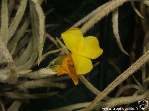 Tillandsia crocata spécimen #2 fleur large et jaune vif (cliquez pour agrandir)
