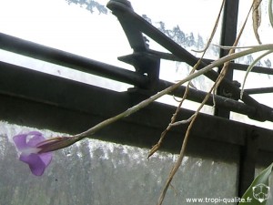 Tillandsia paleacea inflorescence (cliquez pour agrandir)