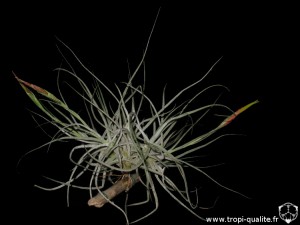 Tillandsia schiedeana (cliquez pour agrandir)