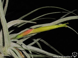 Tillandsia schiedeana fleur (cliquez pour agrandir)