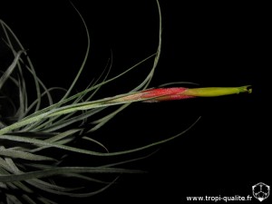 Tillandsia schiedeana inflorescence (cliquez pour agrandir)