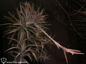 Tillandsia didisticha spécimen #1 (cliquez pour agrandir) Tillandsia didisticha spécimen #1 (cliquez pour agrandir)