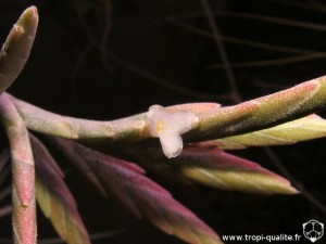 Tillandsia didisticha spécimen #1 fleur (cliquez pour agrandir)