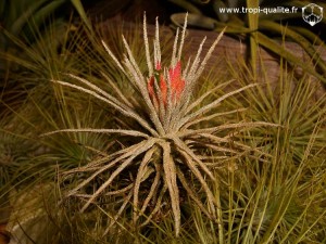 Tillandsia plumosa (forme à pédoncule très court, cliquez pour agrandir)