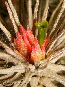 Tillandsia plumosa (forme à pédoncule très court) inflorescence (cliquez pour agrandir)
