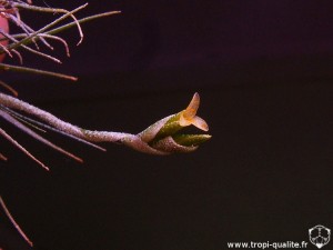 Tillandsia tricholepis spécimen #1 fleur (cliquez pour agrandir)