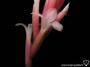 Floraison Tillandsia araujei spécimen #1 fleur (cliquez pour agrandir)