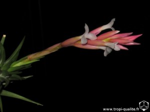 Tillandsia araujei spécimen #1 inflorescence (cliquez pour agrandir)