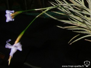 tillandsia_bandensis_inflorescence