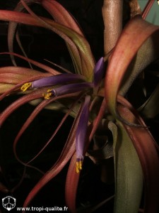 Floraison Tillandsia brachycaulos fleur (cliquez pour agrandir)
