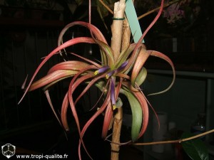 Floraison Tillandsia brachycaulos (cliquez pour agrandir)