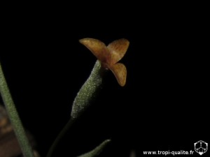 Tillandsia capillaris spécimen # 10 (forma virescens = T. virescens) fleur (cliquez pour agrandir)