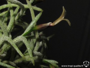 Tillandsia capillaris spécimen #11 inflorescence (cliquez pour agrandir)