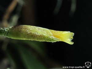Tillandsia capillaris spécimen #5 (forma incana = T. capillaris) fleur (cliquez pour agrandir)
